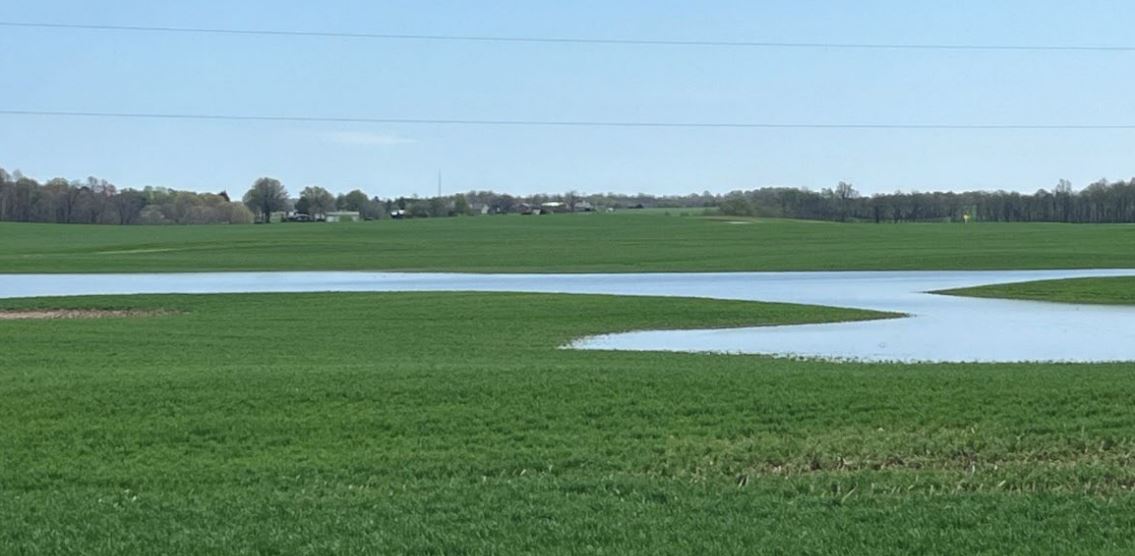 Standing water in wheat, Caldwell County, KY, 2025