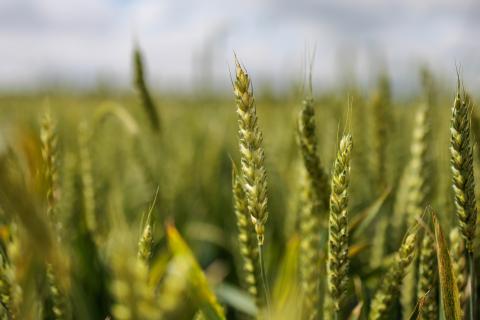 Wheat Field Day, UKREC Princeton, KY