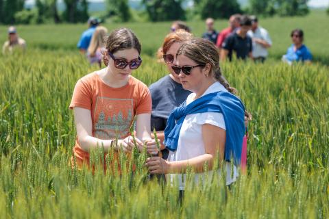 Wheat Field Day, UKREC