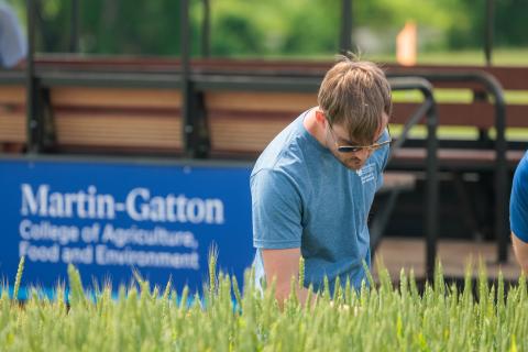 Wheat Field Day, UKREC